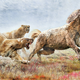 Artist’s depiction of scimitar-toothed cats chasing down an ancient horse.